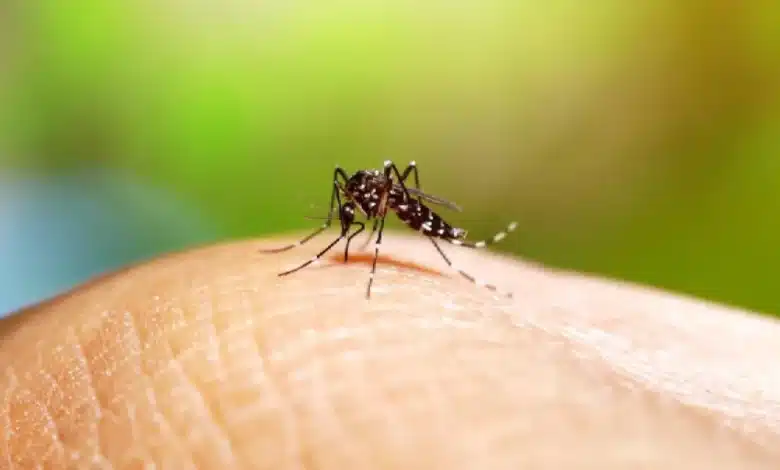Dengue baja 53.5% en Yucatán (Foto de internet)