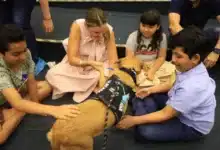 Mérida fortalece atención al autismo con terapia asistida por perros rescatados (Foto de cortesía)