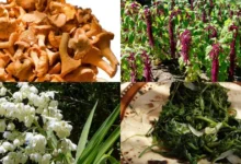 Hongos, quelites y flores la revolución de la recolección gourmet (Foto DGCS UNAM, fungogourmet, México Desconocido, Animal Gourmet)