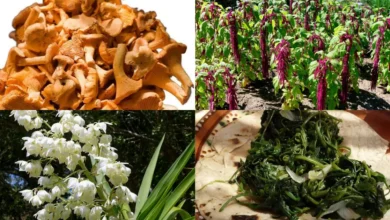 Hongos, quelites y flores la revolución de la recolección gourmet (Foto DGCS UNAM, fungogourmet, México Desconocido, Animal Gourmet)