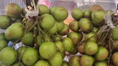 huaya se despide de yucatán