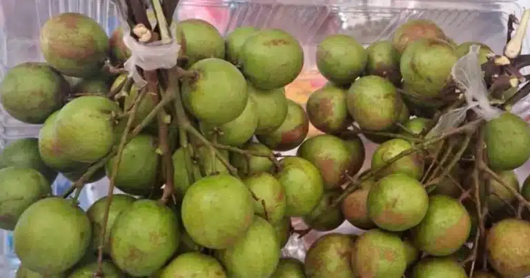 huaya se despide de yucatán