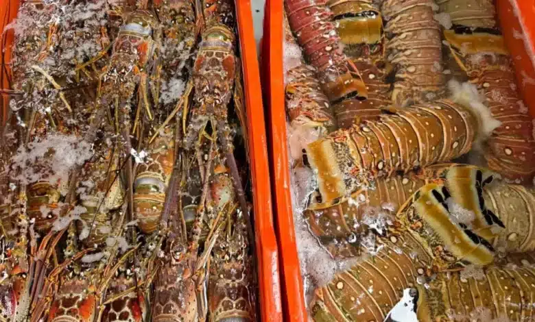 langosta, un lujo para los meridanos