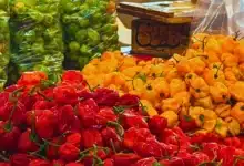 lidera yucatán la producción regional de chile habanero