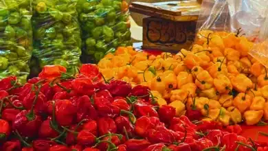 lidera yucatán la producción regional de chile habanero