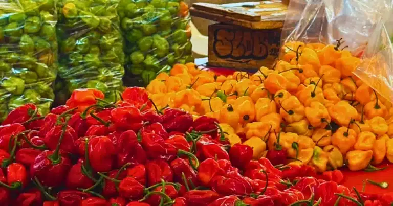 lidera yucatán la producción regional de chile habanero