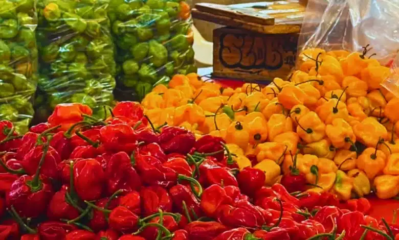 lidera yucatán la producción regional de chile habanero
