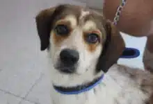 llaman a agilizar las iniciativas de bienestar animal en el congreso de yucatán