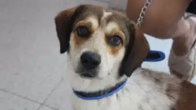 llaman a agilizar las iniciativas de bienestar animal en el congreso de yucatán