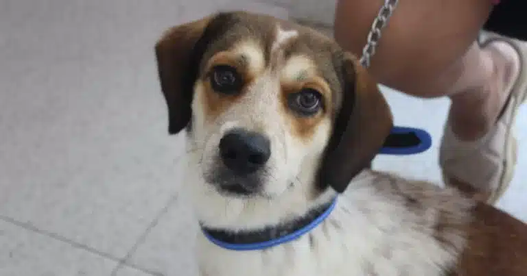 llaman a agilizar las iniciativas de bienestar animal en el congreso de yucatán