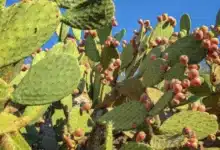 nopales de milpa alta el “oro verde” que mantiene viva la agricultura de cdmx