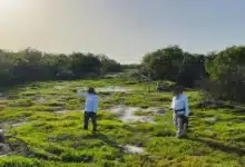 profepa clausura 17 polígonos por desmonte ilegal en la reserva de la biosfera ría celestún