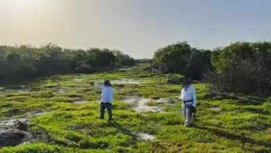profepa clausura 17 polígonos por desmonte ilegal en la reserva de la biosfera ría celestún