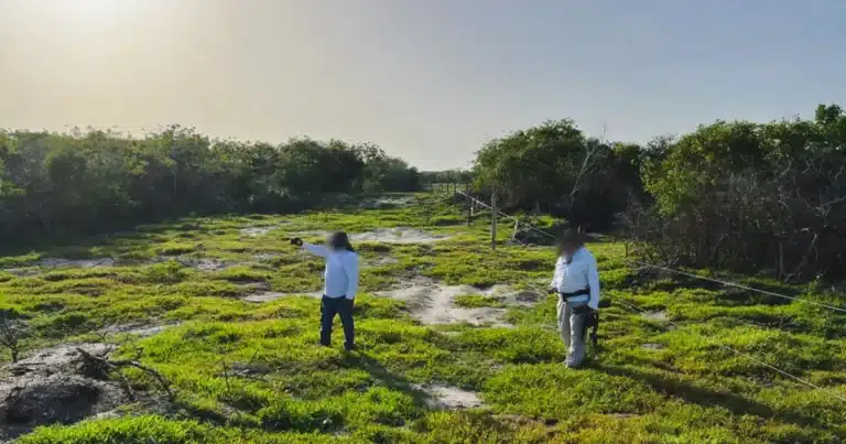 profepa clausura 17 polígonos por desmonte ilegal en la reserva de la biosfera ría celestún