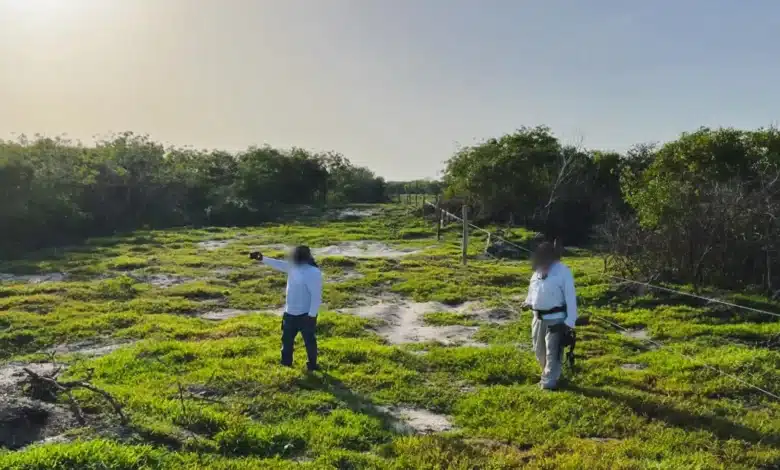 profepa clausura 17 polígonos por desmonte ilegal en la reserva de la biosfera ría celestún