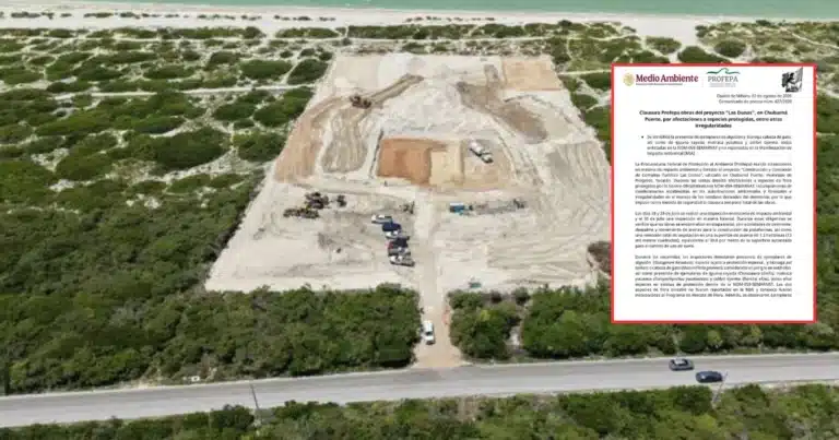 profepa clausura obras del proyecto las dunas en chuburná por afectaciones a especies protegidas