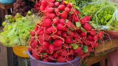 rábano, el acompañante extranjero que yucatán hizo suyo