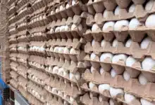 se encarece el huevo en yucatán