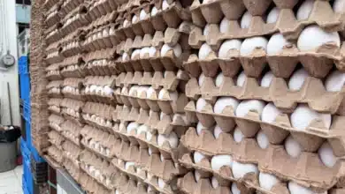se encarece el huevo en yucatán