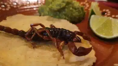 tacos de alacrán, el platillo tradicional de durango que conquista por su sabor y valor nutricional