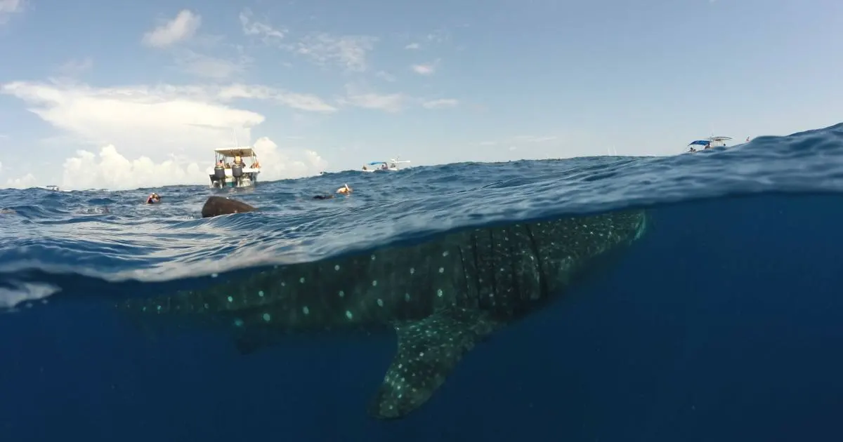Temporada del tiburón ballena en Holbox, se acaba el periodo de avistamiento