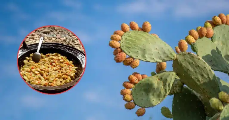 viejitas de guanajuato el platillo tradicional de pénjamo que transforma tunas secas en un guisado
