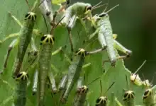 vigilan langosta en tizimín para evitar daños al campo yucateco