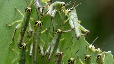 vigilan langosta en tizimín para evitar daños al campo yucateco
