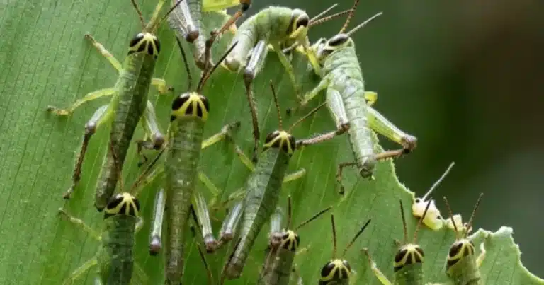 vigilan langosta en tizimín para evitar daños al campo yucateco