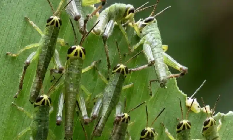 vigilan langosta en tizimín para evitar daños al campo yucateco