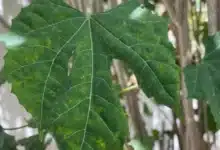 yucatán busca proteger a la chaya como parte de su identidad