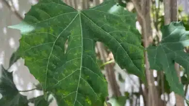 yucatán busca proteger a la chaya como parte de su identidad