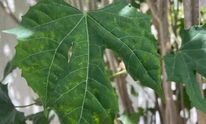 yucatán busca proteger a la chaya como parte de su identidad