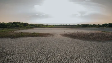 yucatán comienza a resentir la falta de lluvia 13.5% de su territorio está anormalmente seco