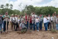 yucatán reforesta 292 hectáreas con más de 64 mil árboles nativos