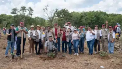 yucatán reforesta 292 hectáreas con más de 64 mil árboles nativos