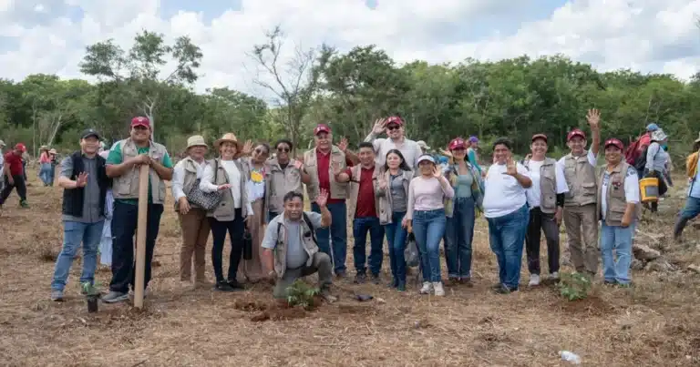 yucatán reforesta 292 hectáreas con más de 64 mil árboles nativos