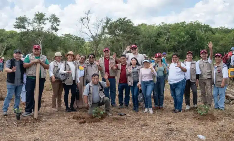 yucatán reforesta 292 hectáreas con más de 64 mil árboles nativos