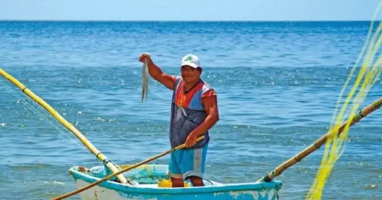 yucatán vigila captura de pulpo para proteger la especie