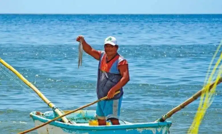 yucatán vigila captura de pulpo para proteger la especie