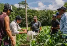 ciencia y saber comunitario se unen para mejorar la producción de maíz nativo en peto