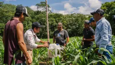 ciencia y saber comunitario se unen para mejorar la producción de maíz nativo en peto