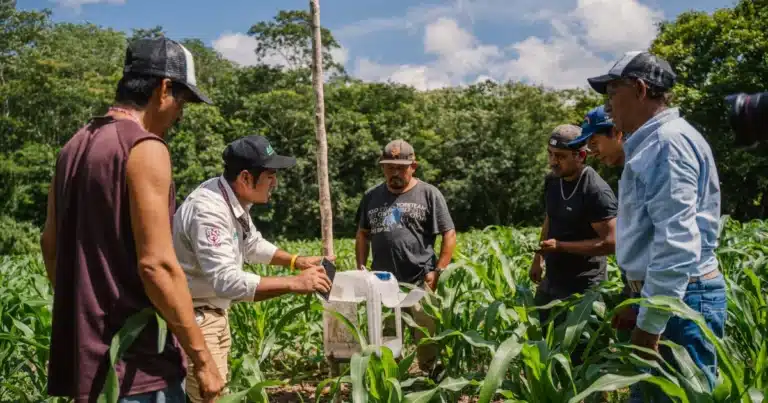 ciencia y saber comunitario se unen para mejorar la producción de maíz nativo en peto