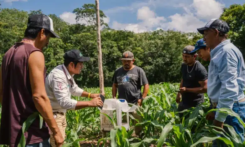 ciencia y saber comunitario se unen para mejorar la producción de maíz nativo en peto