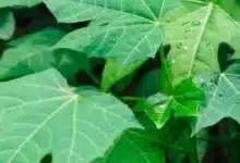 cómo cultivar chaya en casa y para qué sirve esta planta yucateca
