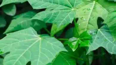 cómo cultivar chaya en casa y para qué sirve esta planta yucateca
