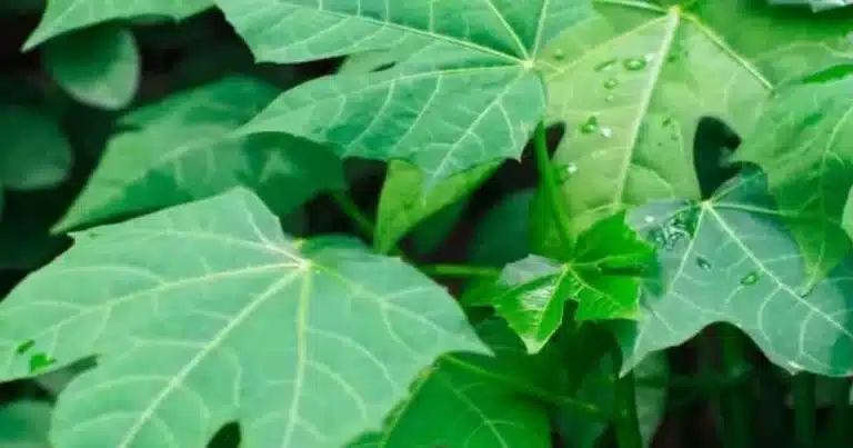 cómo cultivar chaya en casa y para qué sirve esta planta yucateca