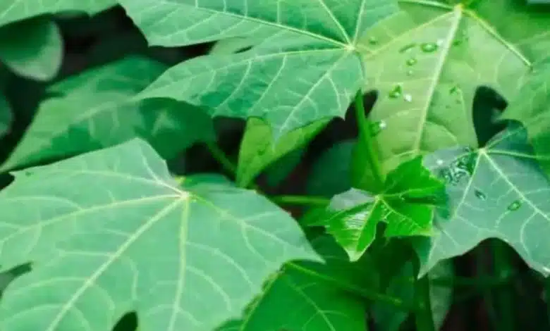cómo cultivar chaya en casa y para qué sirve esta planta yucateca
