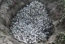 detienen a persona con mil 800 huevos de tortuga