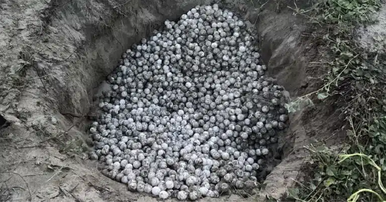 detienen a persona con mil 800 huevos de tortuga